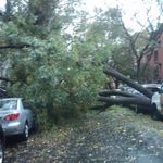 This tree fell on Garfield Place between 6th and 7th Avenues after 1 p.m. today.